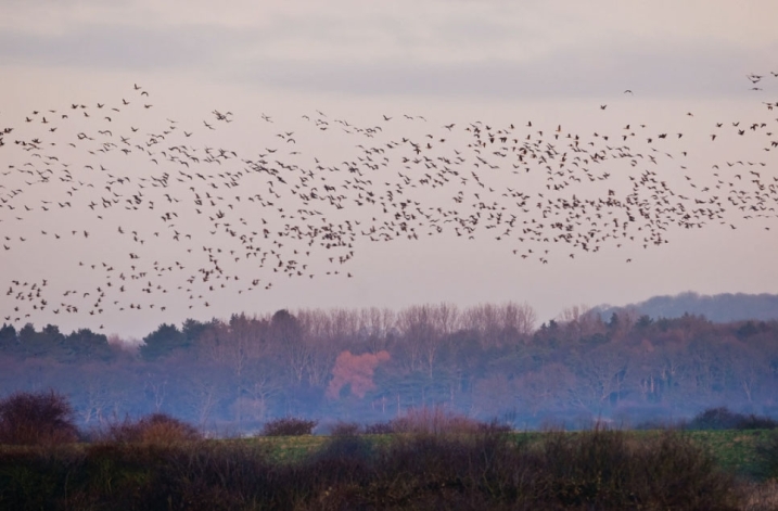 pink-footed-geese.jpg